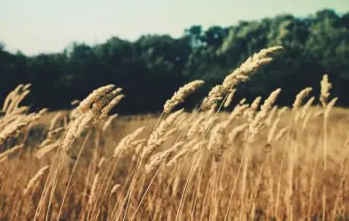 Tall, golden grasses sway in the breeze in a sunlit field, with a line of green trees and a blue sky visible in the background.